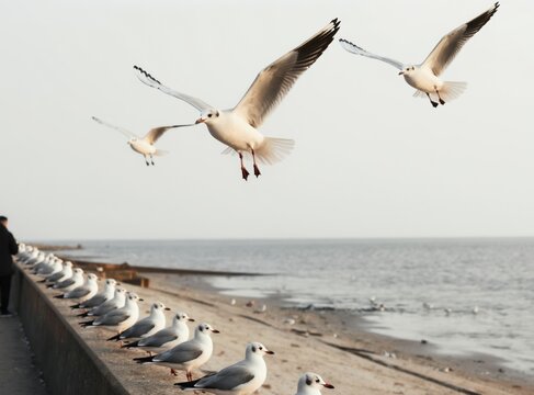 Flock of white seabirds flies over ocean coast. Many gulls perch on concrete barrier. Person stands watchfully near shoreline. Peaceful marine wildlife scene.