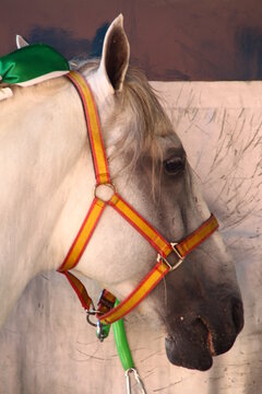 caballo