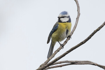Eurasian blue tit perching on a branch in the Netherlands during mid-morning light © Gertjan Hooijer