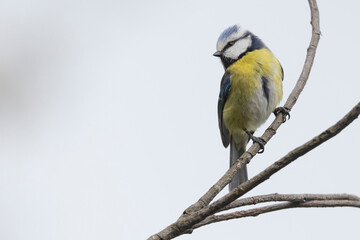 Eurasian blue tit perching on a branch in the Netherlands during mid-morning light © Gertjan Hooijer