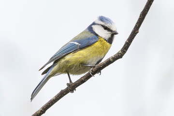 Eurasian blue tit perching on a branch in the Netherlands during mid-morning light © Gertjan Hooijer
