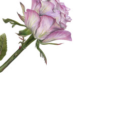 Purple Rose Corner Floral Design, Botanical Illustration, Top Left Flower Element Isolated on White Background © SOHYEON