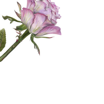 Purple Rose Corner Floral Design, Botanical Illustration, Top Left Flower Element Isolated on White Background