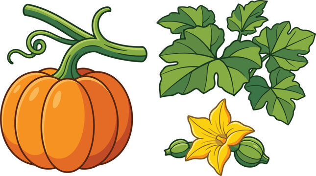 Pumpkin Plant Vector Illustration Featuring Whole Pumpkin, Vine, Leaves, Flower, and Young Fruit for Botanical, Agriculture, and Autumn Harvest Design