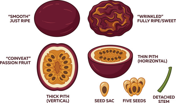 Passion Fruit Ripeness and Anatomy Vector Diagram Showing Smooth and Wrinkled Skin, Thick and Thin Pith, Seed Sac, and Internal Structure Details