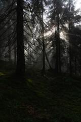 Fototapeta premium Misty forest landscape with towering trees and soft light filtering through the fog at dawn. Hiking in Carpathian Mountains, Ukraine