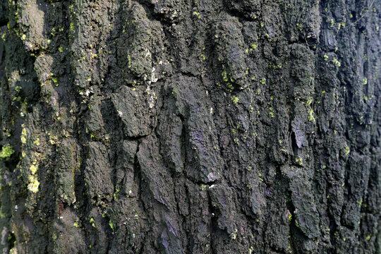Moss growing on a pine trunk