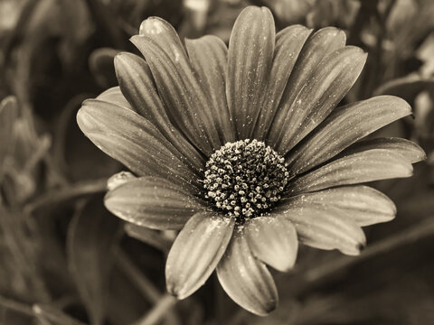 Schwarzwei&szlig;e Nahaufnahme der Bl&uuml;te einer Kapmargerite, Osteospermum, sepia get&ouml;nt
