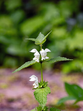 Blick auf ein Blumenbeet mit einer bl&uuml;henden wei&szlig;en Taubnessel, Lamium album