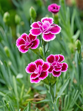 Nahaufnahme einer rot mit wei&szlig; bl&uuml;henden Prinzess-Nelke, Dianthus