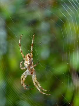 Nahaufnahme einer Gartenkreuzspinne, Araneus diadematus, in ihrem Netz; die Spinne des Jahres 2010