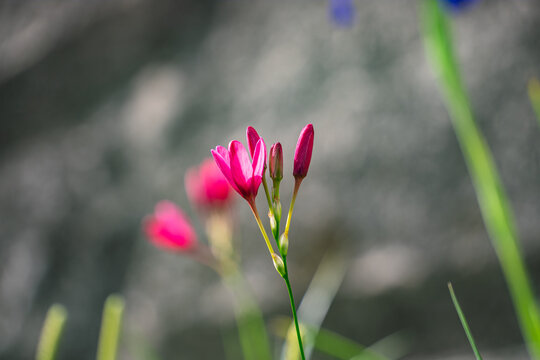 Pink Ixia flower blooming with bud on green background in natural light
