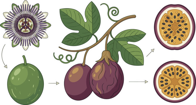 Passion Fruit Growth and Anatomy Vector Illustration Featuring Flower, Vine, Leaves, Whole Fruit, and Cross Section for Tropical Botanical and Food Design