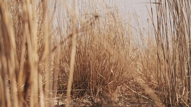 A desolate grassland with withered trees