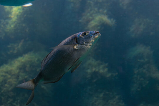 A red seabream (Spondyliosoma cantharus) swims gracefully along the seabed in a perfect natural environment