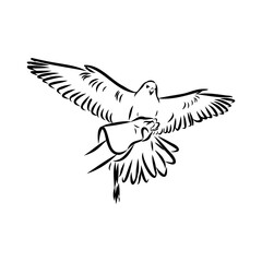 Fototapeta premium hunting with falcon, hunting with hawk, vector sketch