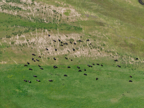 Aerial view of a herd of water buffalo grazing on lush green pastures with visible animal tracks near Lake Kerkini Serres, Greece.
