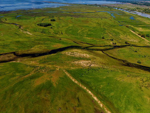 Aerial view of Lake Kerkini with lush green wetlands, winding river channels, and grazing water buffalo under a clear sky Serres, Greece.