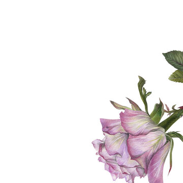 Purple Rose Corner Floral Design, Bottom Right Botanical Illustration Flower Element Isolated on White Background
