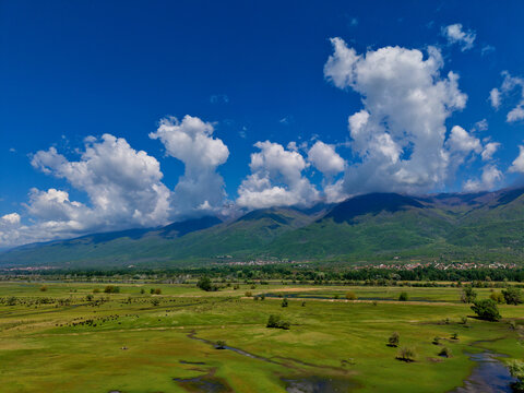 Aerial view of Lake Kerkini with water buffalo grazing in green wetlands under a blue sky with fluffy clouds and mountains in the background Serres, Greece.