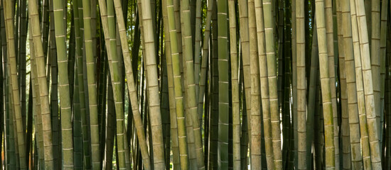 Obraz premium Bamboo stalks growing closely together in a garden during daylight hours