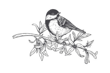 Chickadee bird perched on a flowering branch. Hand drawn ink sketch of a small songbird on a blooming tree. Artistic botanical illustration for nature decor, spring garden design. © Masha_tolk_art