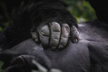 Mountain Gorilla © Apuuli World