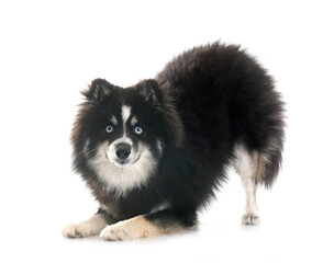 Obraz premium Pomsky in studio
