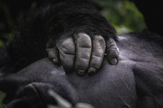 Mountain Gorilla