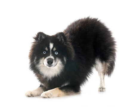 Pomsky in studio