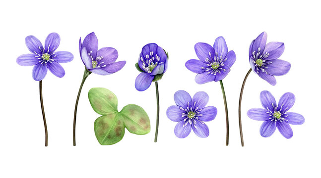 Set of purple spring flowers anemone hepatica, liverwort. Hand drawn botanical watercolor illustration isolated on white background. Good for prints, packaging, branding, stationery and floral design.