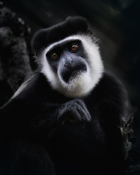 Black and White Colobus Monkey