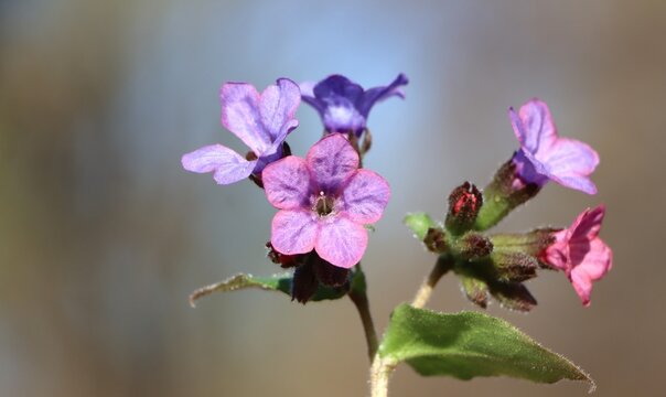 Suffolk lungwort (Pulmonaria obscura) wildflower blooming in spring