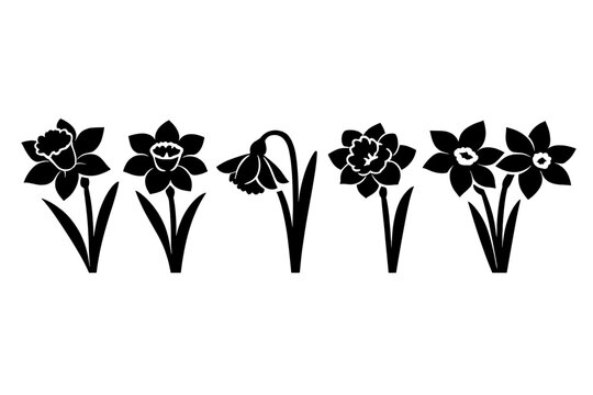 Set of five black daffodil flower silhouettes in a row showing different bloom shapes and angles. Minimalist graphic vector illustration of spring narcissus flowers with stems and leaves on white.