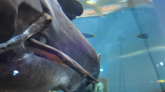 Extreme close up of a Clarias catfish face with open mouth and whiskers in an aquarium. Detailed view of Clarias batrachus head and eyes swimming behind glass.