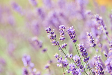 Obraz premium Close-up of lavender flowers in soft focus with natural light