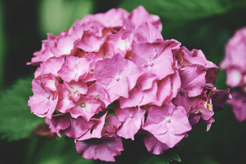 Fototapeta premium Close-up of pink hydrangea bloom in natural garden setting