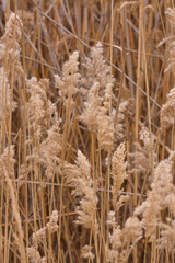 Obraz premium Dry reed grass in winter landscape