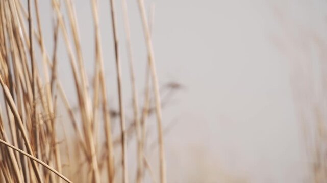 A desolate grassland with withered trees
