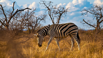 Naklejka premium Zebra grazing in golden savanna grass with leafless trees and blue sky, peaceful wildlife scene