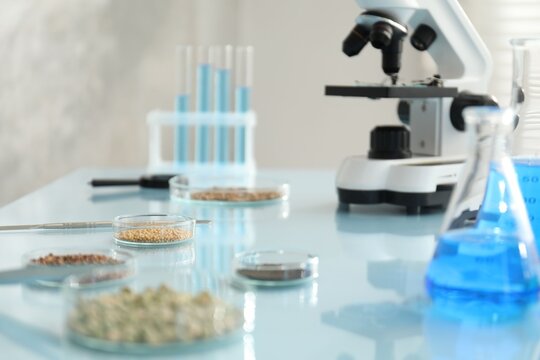 Laboratory testing. Microscope, Petri dishes with grains and equipment on glass table indoors, closeup