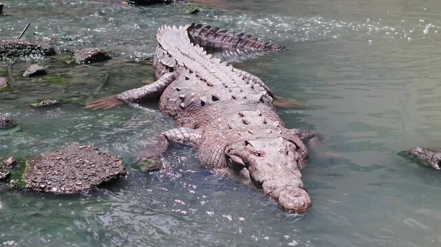 Aerial drone footage closely circling a crocodile in a muddy river in Panama City