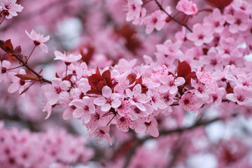 Obraz premium Close Up of Pink Plum Tree Flowers