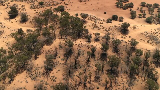 Grove of argan trees growing on orange sand dunes in arid landscape near Agadir, Morocco. Aerial drone