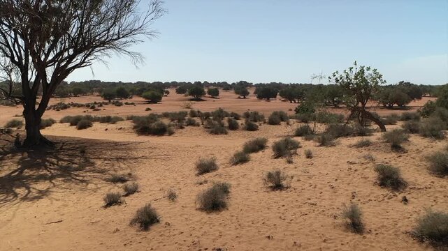 Drone flying low over sandy, arid landscape with argan tree and dry bushes near Agadir, Morocco. Aerial forward