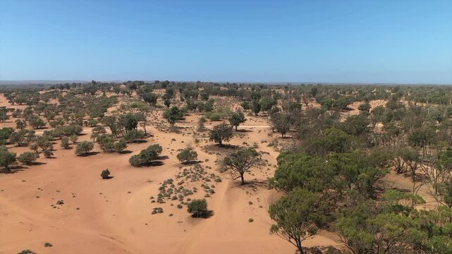 Vast semi-desert landscape with argan trees and orange sand under blue sky near Agadir, Morocco. Aerial drone low altitude, copy space