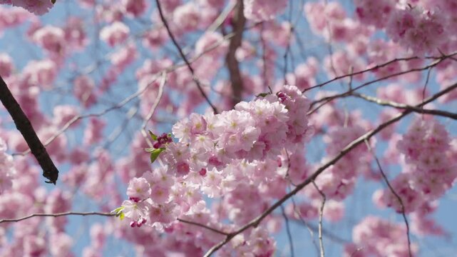 Close up of cherry blossom tree and pink flowers