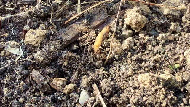 Eusocial ants fighting with a huge larva in natural ground environment.