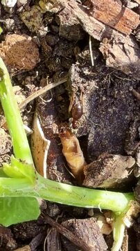 Vertical close-up view of ants fighting a dead larva near plant stem in farming setting.