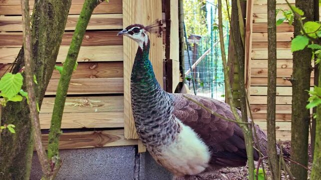 Peahen aka Pavo cristatus watching near wooden zoo house in calm natural outdoor environment.